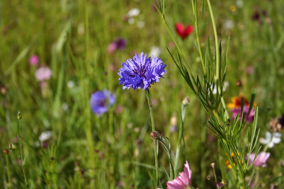 flowers, meadow, wildflowers, spring meadow, cornflower, colorful