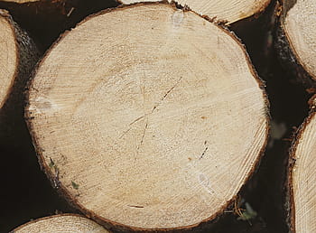 smrk, les, měkké dřevo, jehličnatý strom, šest, smrkový les, dřevo, dřevo - materiál, strom, dřevařský průmysl, log