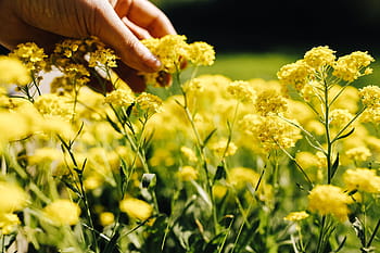 bunga kuning kecil, Bunga kecil, kuning, bunga, musim panas, flora, alam, mekar, berbunga, tanaman, musim semi