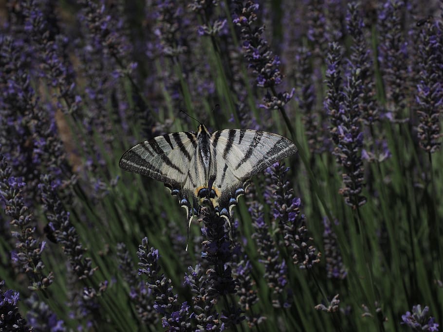 rybinou, motýl, otakárek motýlů, papilionidae, papilio, papilio machaon, hmyz, květ, Příroda, pole levandule, levandule