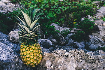 pineapple, dessert, appetizer, fruit, juice, crop, rock, nature