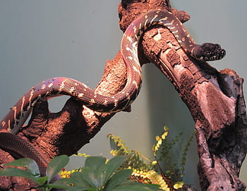 python boelens, cobra, animais selvagens, natureza, cerco, jardim zoológico, morelia boeleni, python preto, nova guiné, montanhas, réptil