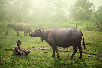 buffalo, farmer, water, thai, rice, field, thailand, sunrise, background, asia, agriculture