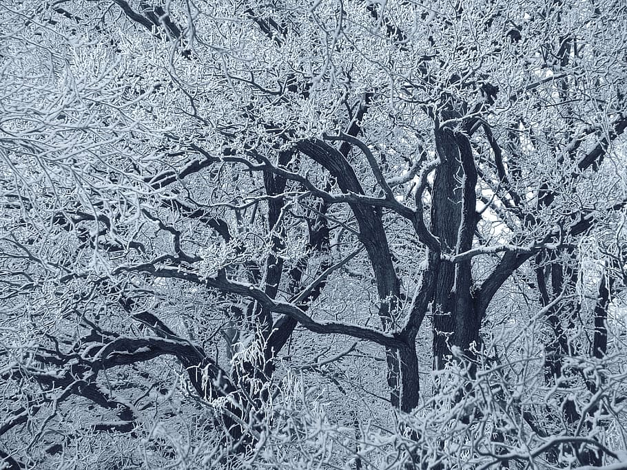 fotografie ve stupních šedi, holý, stromy, během dne, les, zimní, sníh, zimní les, kmeny stromů, strom, Příroda