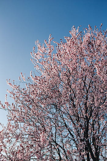flores rosadas de la primavera, rosa, flores primaverales, flores, flora, cielo azul, floreciente, primavera, flor, ramita, rama