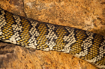 tapis en python, python, Australie, Queensland, serpent, peau, modèle, fermer, Roche, sauvage, reptile