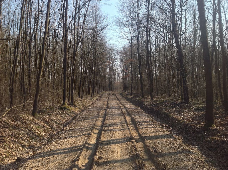 primavera, strada, strada polverosa, strada fangosa, strada sterrata, foresta, natura, giro