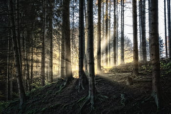 les, sluneční paprsek, slunečního světla, stromy, morgenstimmung, opar, slunce, paprsky, podsvícení, mystický, nálada