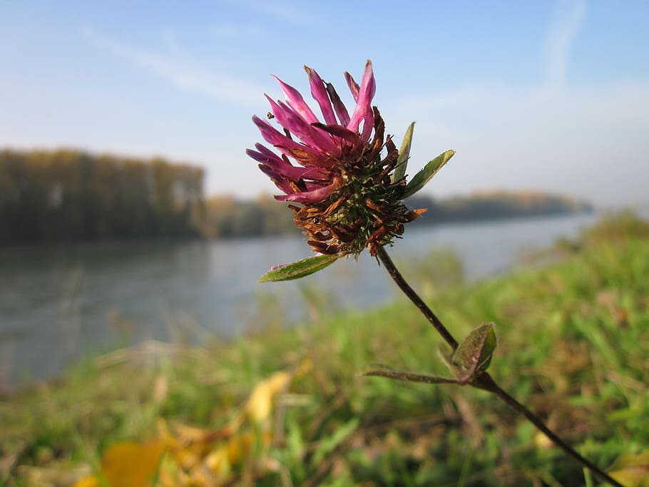 trifolium pratense, červený jetel, rostlina, flóra, botanika, druh, květenství, bylinný
