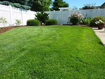 green, grass field, daytime, back yard, grass, vinyl fence, nature, outside, lawn, fence, landscape