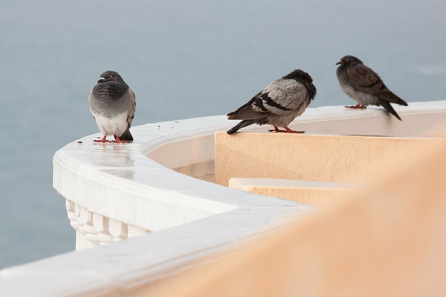rain, pigeons, wet, parapet, mirroring, white, rounding
