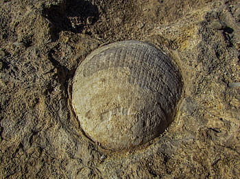 fossiel, schelp, versteend, fossilization, geologisch, geologie, natuur, Nationaal Park, Cyprus