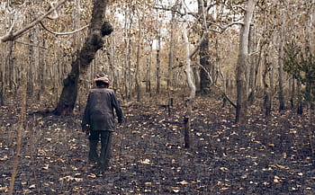 man, forest, forest fire, bauer, grubbing-up, cambodia, burned down, slash-and-burn, lonely, old, headscarf