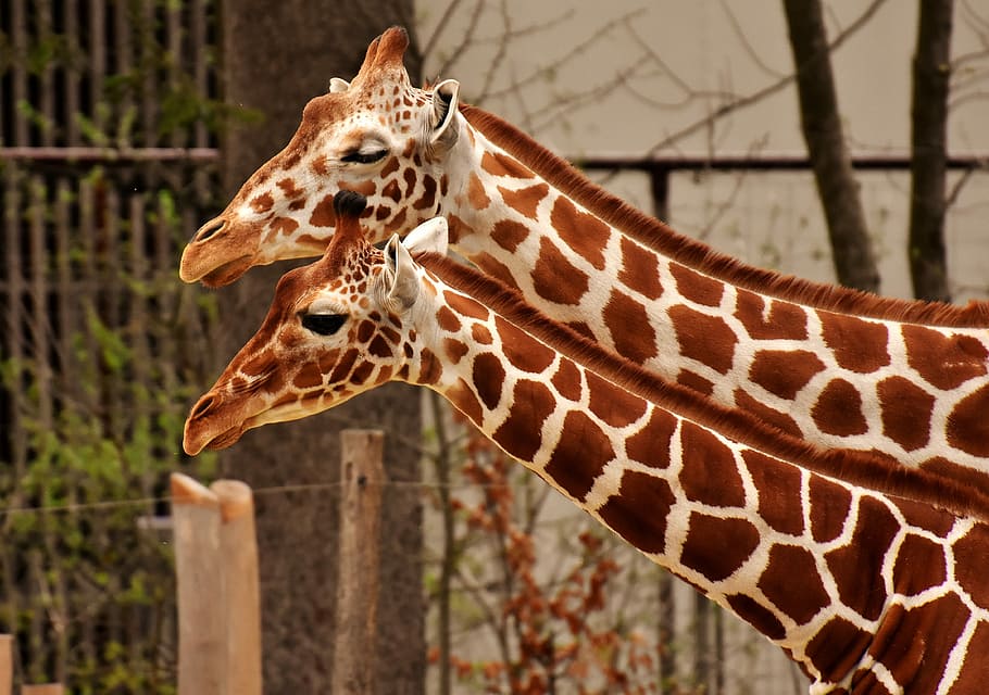 selektivní, zaměření fotografie, dva, hnědý, žirafy, žirafa, zoo, zvíře, zvířecí portrét, fotografování divoké zvěře, divoké zvíře
