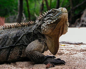 iguana, cuba, travel, animals, lizard, cayo blanco, caribbean, creature