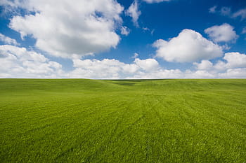 neuvěřitelně, čistý, fotografie, pšeničné pole, mraky, pole, zelená, minimalismus, minimalistický, Příroda, jednoduchý