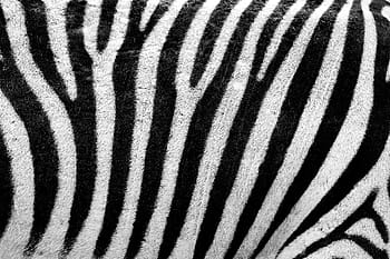 white, black, zebra pattern textile, abstract, africa, animal, background, camouflage, decoration, design, detail