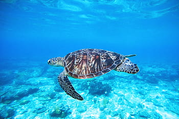 turtle in ocean, Turtle, ocean, nature, animals, sea, wild, underwater, animal, blue, wildlife