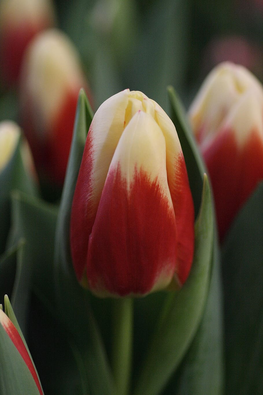 tulip, red, white, spring, tulips, flowers, flora, bouquet, nature, garden, romance