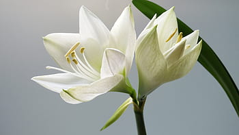 bloemen, natuur, bloesems, wit, stengels, bloemblaadjes, bladeren, planten, macro, buitenshuis, tuin-