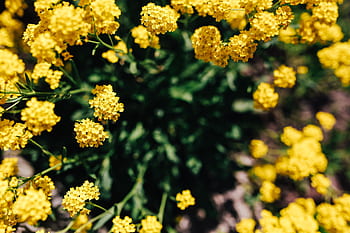 musim panas, bunga, flora, kuning, alam, mekar, tanaman, musim semi, Kecil