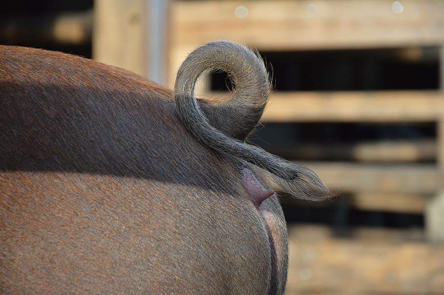 pig, pig rings, pig's tail, animal, brown