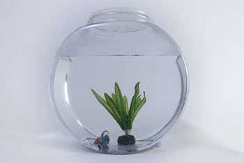betta fisk, fiskskål, fisk, tank, akvarium, vatten, vatten-, glas, vit, sällskapsdjur, skål