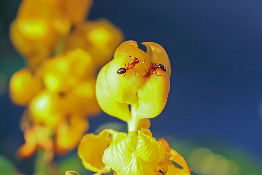 fourmis rouges, tropical, fourmi rouge, solenopsis, animal, insecte, faune, sauvage, la nature, fleurs, jaune