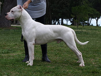 dogo argentino, zvíře, Jdi, Pes, domácí mazlíčci, venku, čistokrevný pes, psí, domácí zvířata, savec, zvířata a domácí zvířata