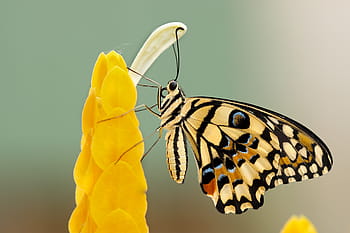 Comune, farfalla di lime, giallo, fiore, insetti, farfalla, colori, bellissimo, bellissima, maestoso, geometrico