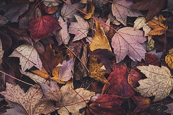 가을, 이파리, 배경, 잎, 자연, 어울리는, 추수 감사절, 할로윈, 제철의, 단풍, 나무