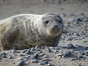 Robbe, forsegle, Helgoland, strand, sand, vanddyr, Nordsøen, pattedyr, hundesæl, grå sæler, hav