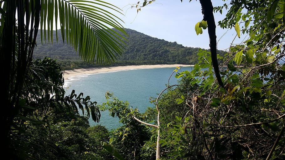 beach, mar, sand, nature, caraguatatuba, ubatuba, north coast, trail, deserted, sky, tree