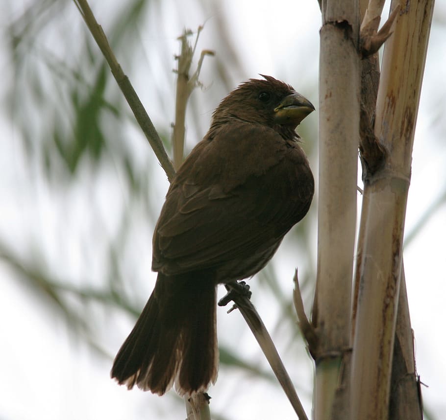 tlustý tkalec, pták, tkalce grosbeak, amblyospiza albifrons, tkadlec, hnědý, mužský