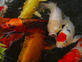 akvarijní ryby, barevný kapr, koi, Ryba, chov, Červené, rumělka, zlato, huang, oranžový, jantar