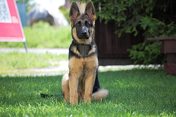 black, tan, german shepherd puppy, sitting, grass, outdoor, german shepherd, dog, alsatian