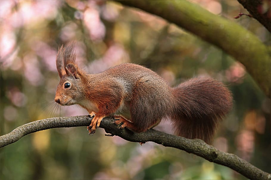 brown, beige, squirrel, tree branch, rodent, sciuris major vulgaris, foraging, branch, garden, one animal, animal wildlife