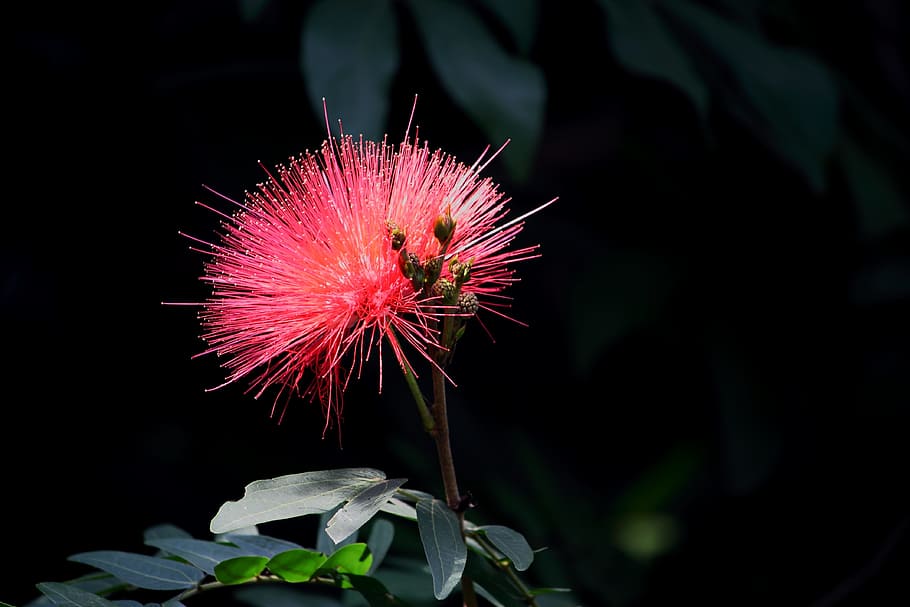 albizia julibrissin, přírodní, Červené, květiny a rostliny, květ, záření, zahrada