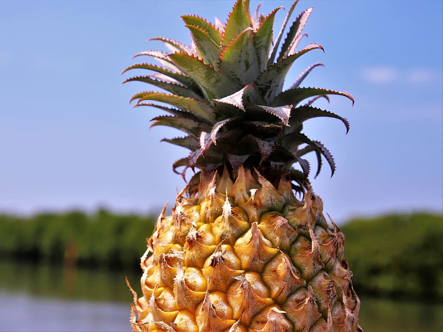 zelená, žlutá, ananas, ovoce, bio, zdravý, šťavnatý, přírodní, Příroda, tropické, jíst