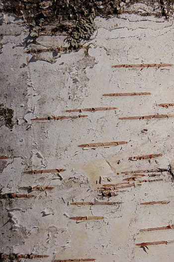 birk bark, birk, træ, bark, træer, bagagerum, natur