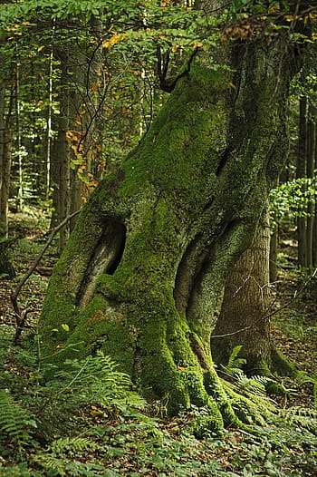 drzewo, las, mech, omszony, podeszły wiek, wiek, Zielony, bagażnik samochodowy, Natura, kora, bor
