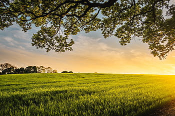 green, grass field, blue, sky, sunrise, field, crops, agriculture, farm, nature, yard