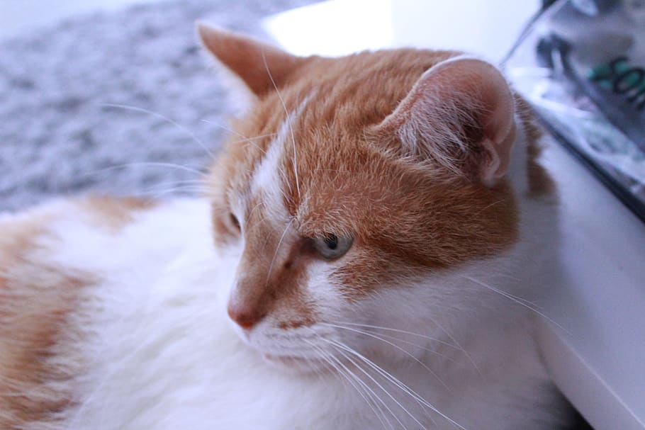 cat, roux, white, feline, tabby, mammals, cute, paw