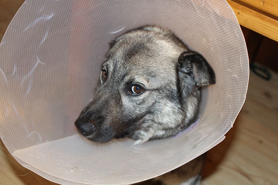 sick dog, elkhound, funnel, veterinary visits