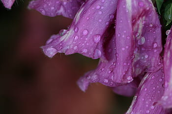 flower, purple, rain, drops, wet, macro, spring, petals, bloom, wild, nature