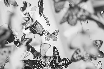 fotografie ve stupních šedi, motýl, závěsný, dekory, šedá, stupnice, obraz, roztříděný, motýlů, křídla, Černý a bílý
