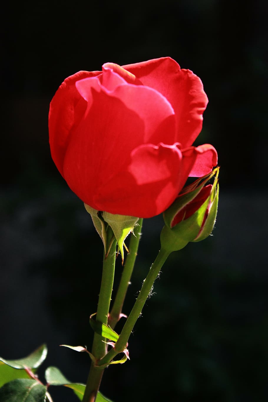macro, rose, flower, red petals, beijing, botanical garden, incense