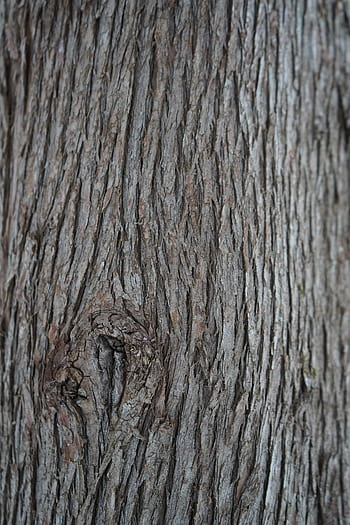 cedro, abbaiare, legna, albero, sfondo, tronco, natura, ramo, pianta, naturale, verde