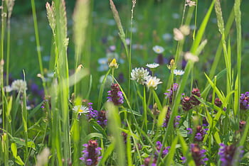 summer, meadow, flowers, nature, landscape, green, grass, plant, rural, outdoors, field