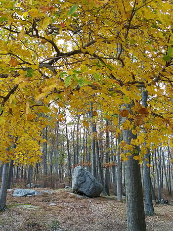 fall, new york, usa, water, nature, scenic, autumn, leaves, tree, lakes, finger lakes